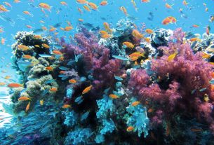 Korall, Nagy-korallzátony