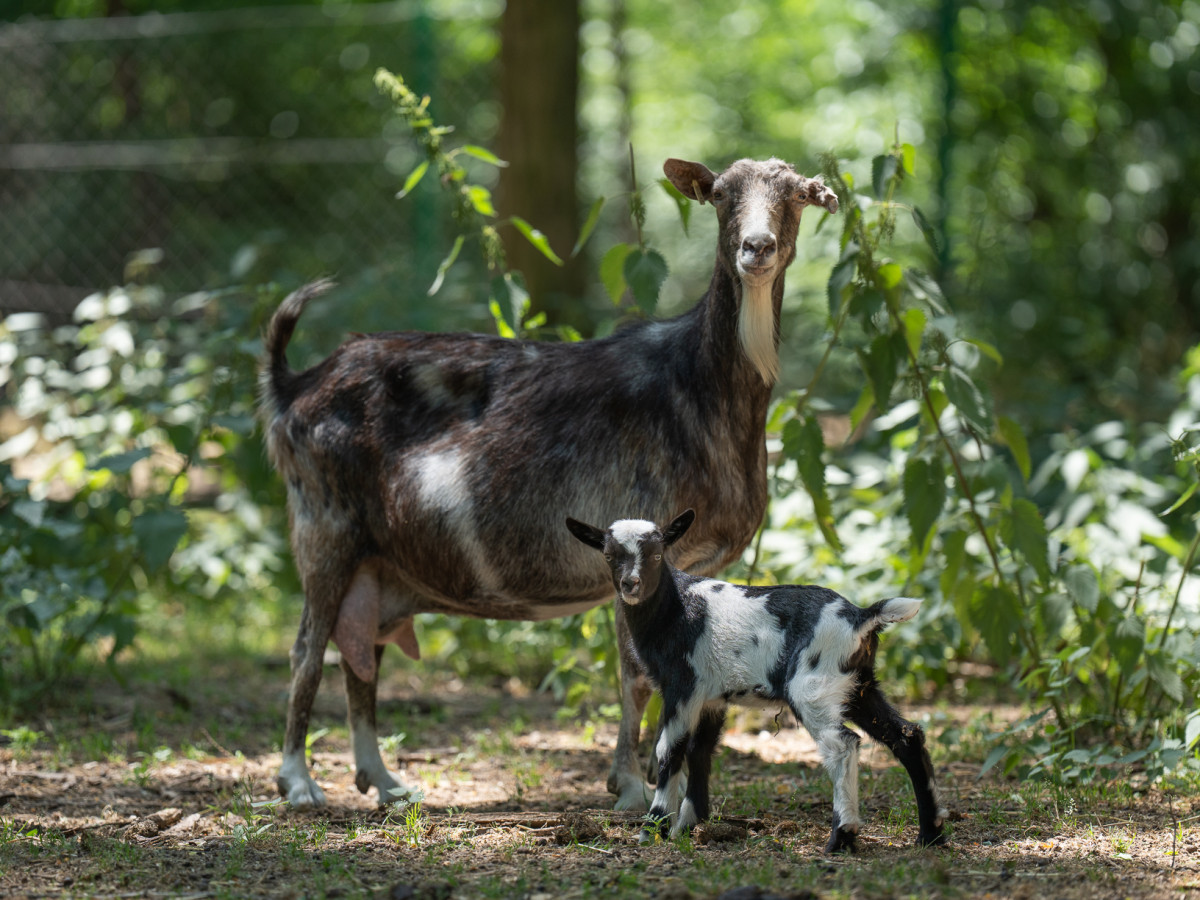 Kecskegida debreceni állatkert
