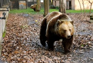 Szeged, Vadaspark, medve, medveles, gyerek, tél