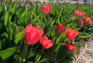 tulipános kert Mórahalom