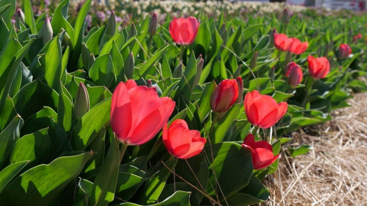 tulipános kert Mórahalom