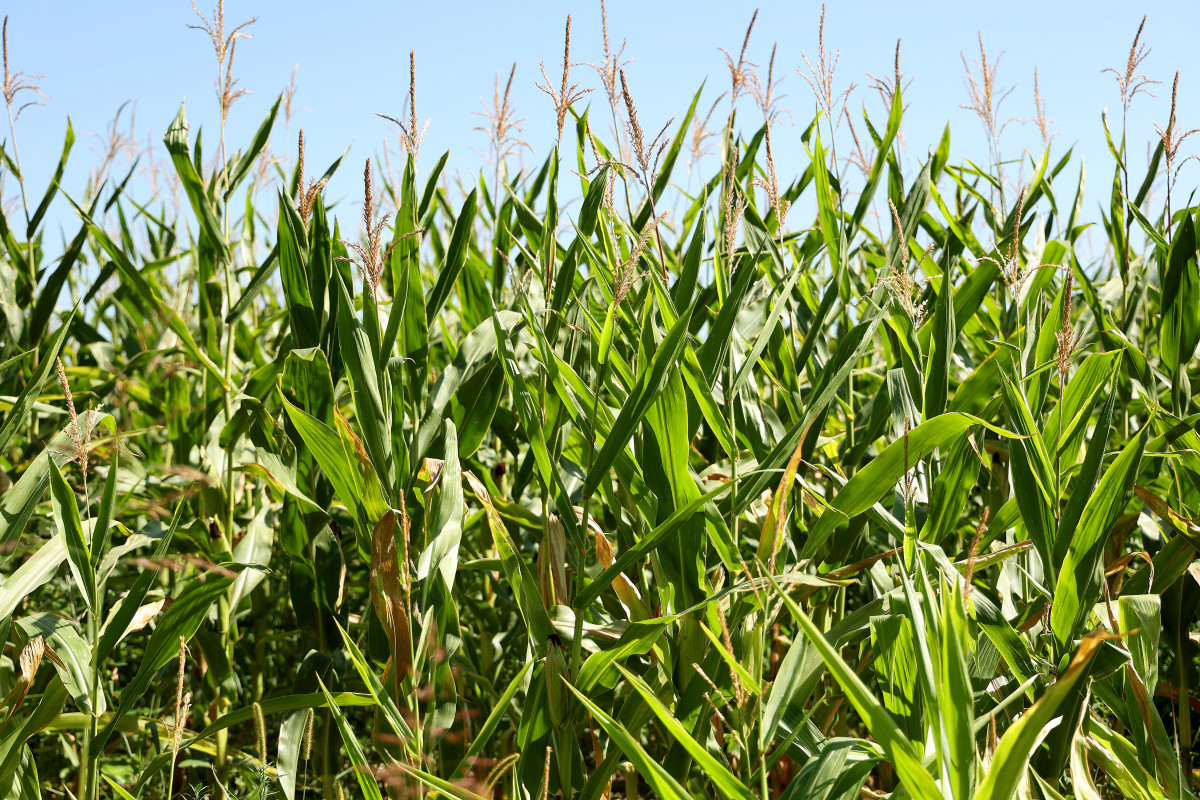 kukorica, szárazság, aszály, mezőgazdaság, termés, időjárás