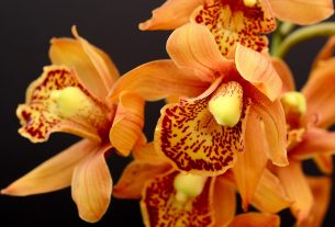 orchidea virágos növény