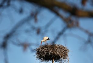 Szeged, március 21, megérkezett, első gólya, gólya, fészek, természet, Vadkerti tér