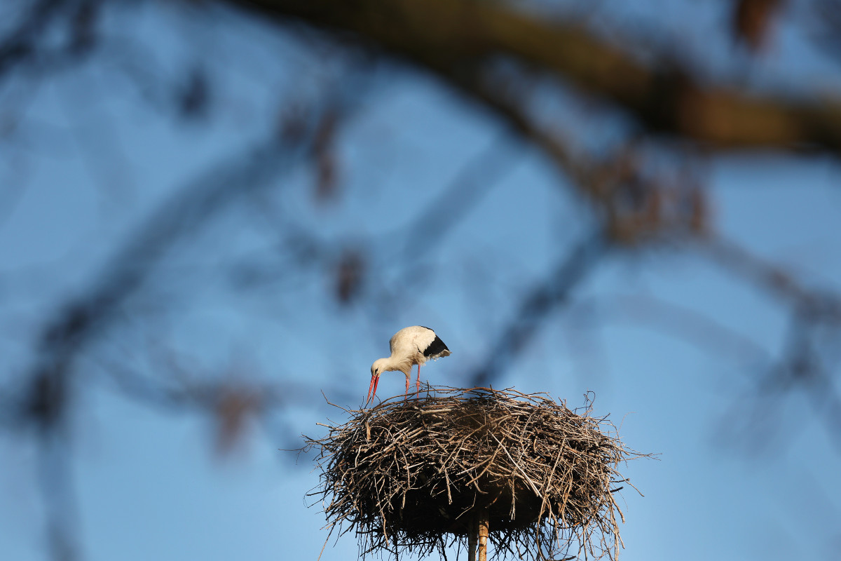 Szeged, március 21, megérkezett, első gólya, gólya, fészek, természet, Vadkerti tér